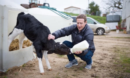 Mark Zuckerberg feeds a calf