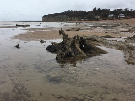 Ancient stumps and logs rise out of the sand at Pett Level, East Sussex.