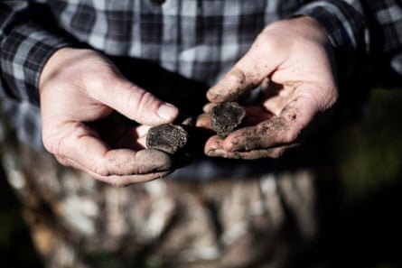 Brian Malone, the vineyard manager and developer of the truffle orchard on a Kendall-Jackson property, harvesting a truffle, Santa Rosa, California, February 18th, 2019. His orchard is the most successful in California. The truffle is sliced in half and beginning to rot.