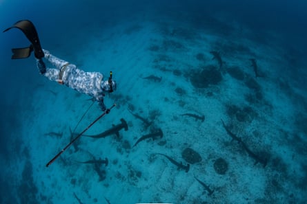A man in a blue camouflaged wetsuit, snorkel, fins and mask, but without a scuba tank, diving while holding a spear to where about 20 sharks are swimming near the seabed
