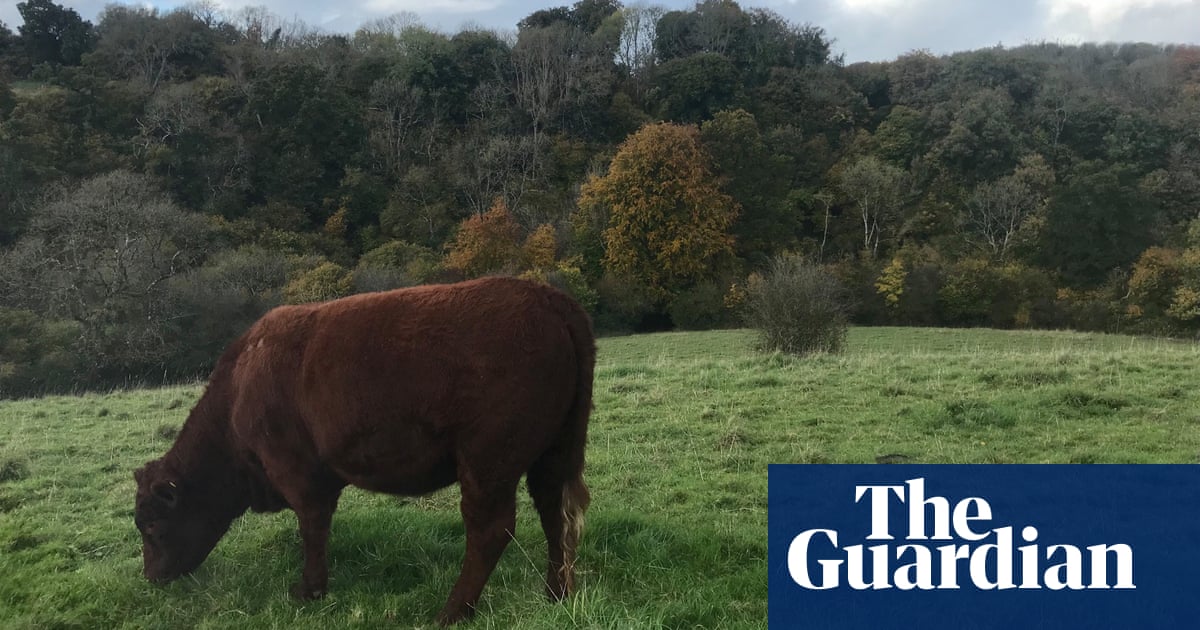 The return of bovine TB is a threat to our farm | Sarah Laughton