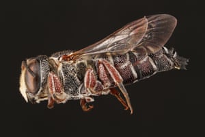 The male cuckoo-leaf-cutter bee
