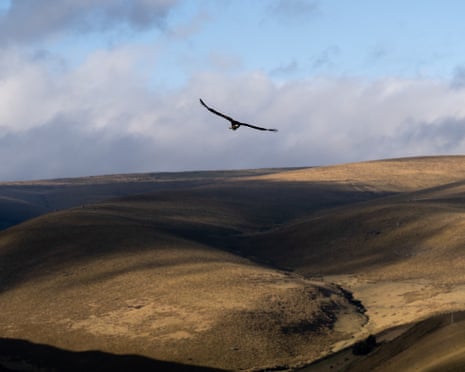 An Andean condor flying high above the Chakana reserve.
