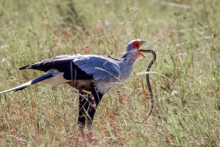 A secretary bird eats a snake on the lawn.
