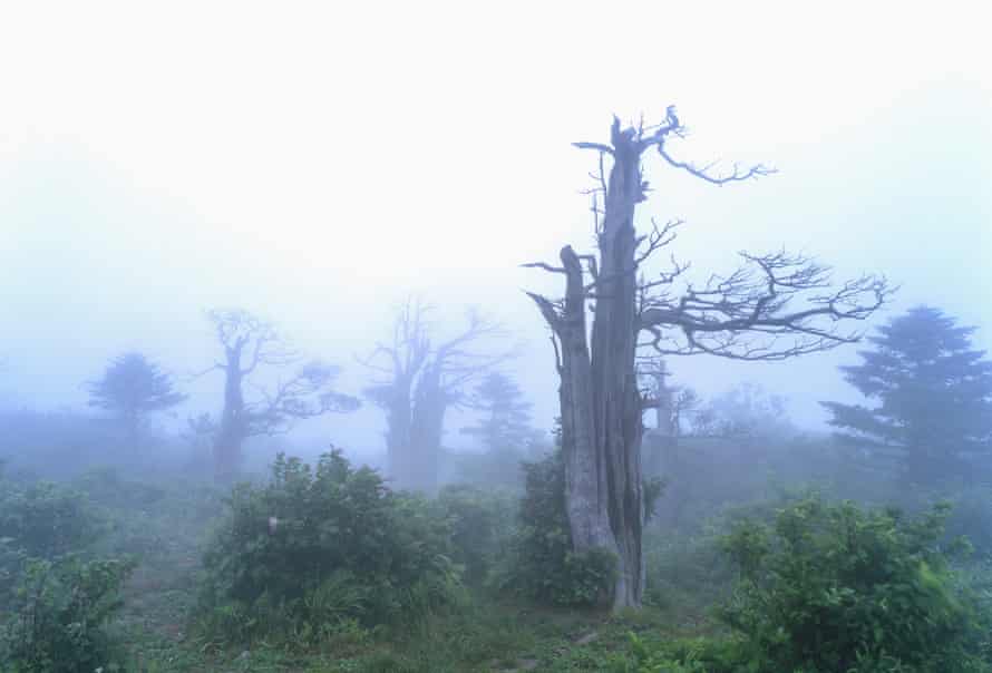 Yew trees, such as those on Mount Gariwang, are very difficult to regrow or move. 