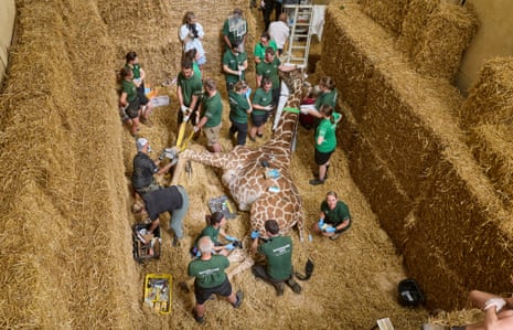 Bashu, a 4.8m (16ft) tall, reticulated giraffe at Whipsnade zoo, undergoes a life-changing hoof trim