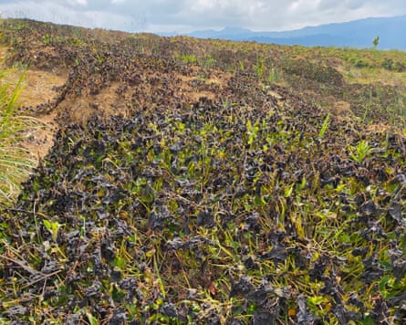 Plants in Tambul a few days after frost hit.