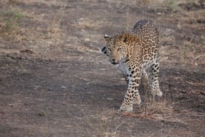 A wild Indian leopard in the Gir interpretation zone, Devalia, Gujarat