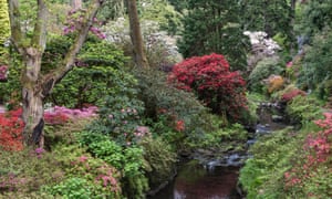 Los rododendros: olvídese de las flores, retirar las hojas 1 Rhododendrons light up the dell garden at Bodnant