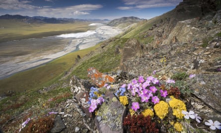 Hardy wildflowers growing in the Arctic National Wildlife Refuge.