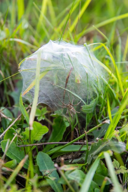 A spider tending to its spherical web.