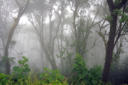 Mist amid trees in Ecuador’s cloud forest
