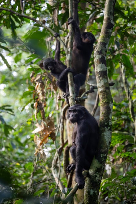 Bonobos in a tree