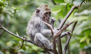 A monkey in a tree