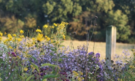Henrietta Huntley’s Freckles and Flora nursery in North Yorkshire specialises in unusual herbaceous plants and colourful annuals.