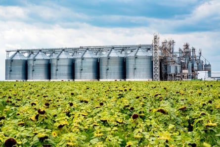A field of sunflowers with an industrial oil processing plant in the background