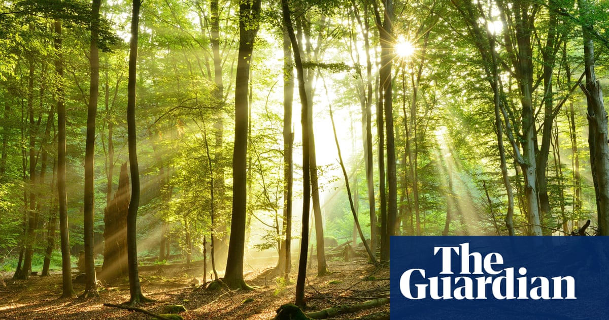 Plan for windfarm in German fairytale forest' stokes green energy culture war