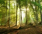 Plan for windfarm in German ‘fairytale forest’ stokes green energy culture war