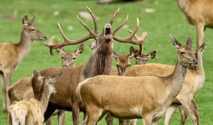 A male red deer roars during the rutting season in the wildlife and hiking park in Silz near Landau, Germany. The rutting season of the red deer begins in September and ends in the middle of October