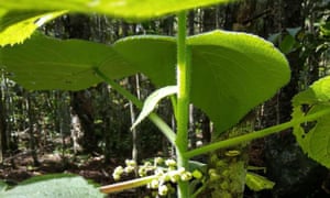 Australia S Stinging Trees If The Snakes And Spiders Don T Get You The Plants Might Irina Vetter Edward Kalani Gilding And Thomas Durek Environment The Guardian