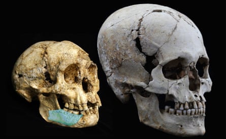 Image of the SOA-MM4 mandible superimposed on the Homo floresiensis skull (LB1) and compared with a modern human skull from the Jomon Period of Japan