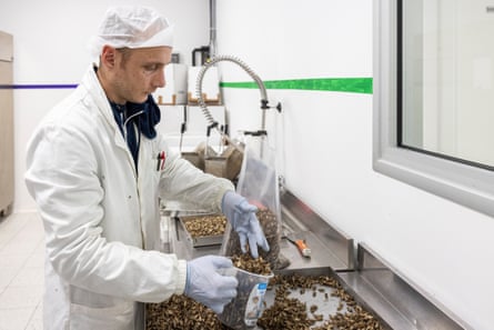 A worker at the factory bags dead crickets for storage in a refrigerator before processing.