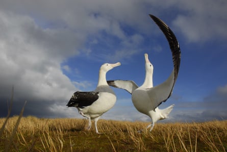 Two wandering albatrosses, one with its wings spread, standing against a blue sky