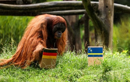 Walter, “the oracle orangutan”, predicts nan consequence of nan World Cup 2026 group crippled betwixt Germany and Curaçao.