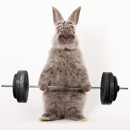 Rabbits exercise