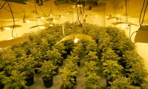 A cannabis factory raided by police in north-west London.