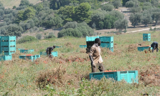Migrant workers harvest tomatoes in Puglia, southern Italy