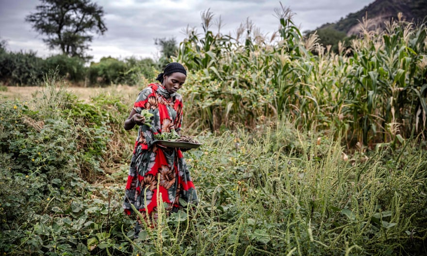 Une agricultrice se tient sur une parcelle de terrain avec des plantes poussant jusqu'aux genoux, récoltant des niébés