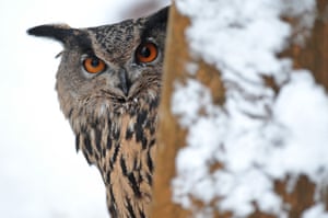 A Eurasian eagle-owl