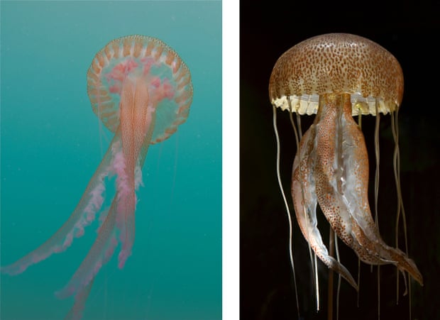 The mauve stinger jellyfish