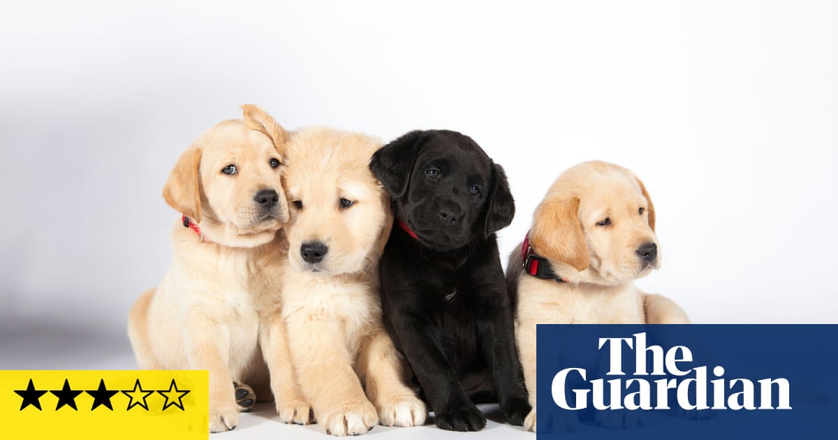 Pick of the Litter review – heartwarming dogumentary