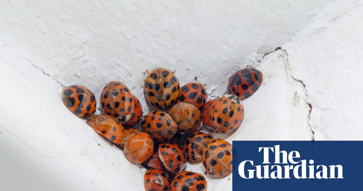 Britain’s big, baffling ladybird glut: ‘My house is literally crawling with them’