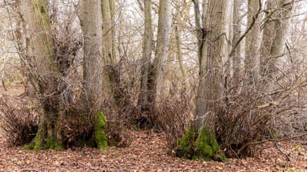 Small-leaved lime coppice stool