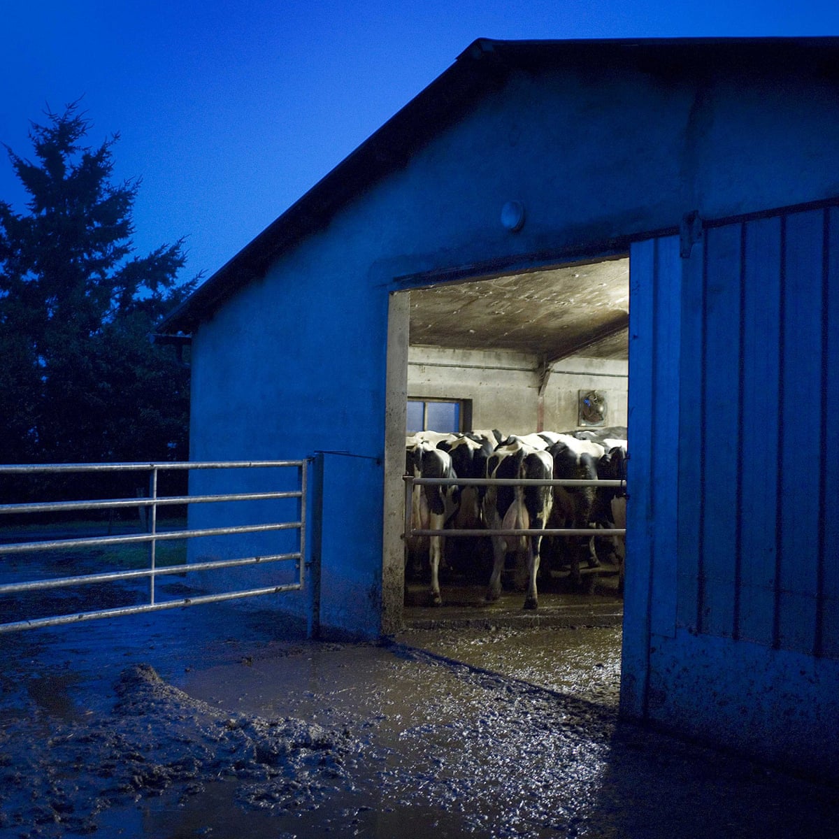 Night Milk Milk Taken From Cows At Night Might Be The Sleep Aid You Need Health The Guardian Night Milk Milk Taken From Cows At Night Might Be The Sleep Aid You Need Health The Guardian