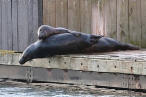 Focas cinzentas brincam no porto de Brixham, Devon, Reino Unido.