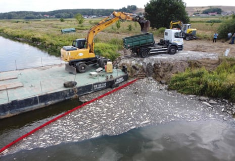 Workers in Poland use an excavator and a dam to pull out dead fish from the Oder river. 