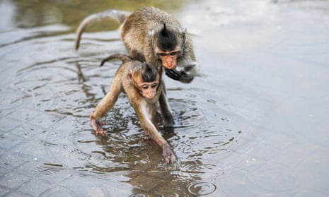 Long-tailed macaques drink water