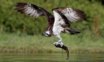 Ospreys, such as this one pictured catching a rainbow trout in a loch near Aviemore, make great subjects for webcams