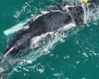Mother and baby whale trapped in shark net off Queensland’s Rainbow Beach