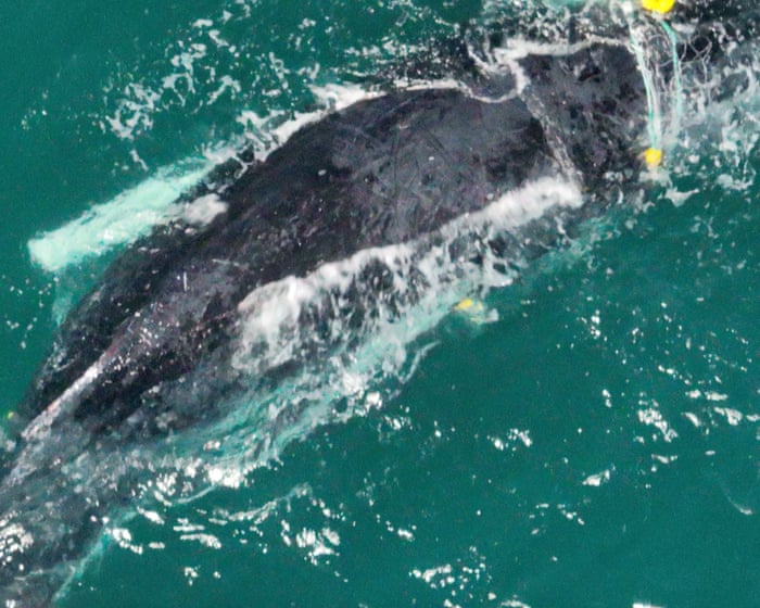 Mother and baby whale trapped in shark net off Queensland’s Rainbow Beach