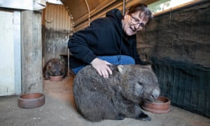Marie Wynan, Director of the Wombat Protection Society with one of her patients.