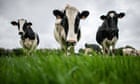 Cows can keep mooing at night, French parliament rules