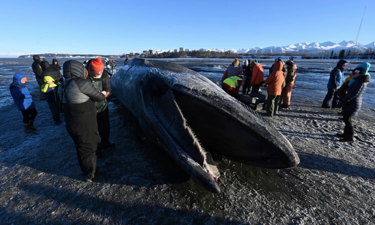 Carcass of giant fin whale draws scores of onlookers to Alaska beach Carcass of giant fin whale draws scores of onlookers to Alaska beach