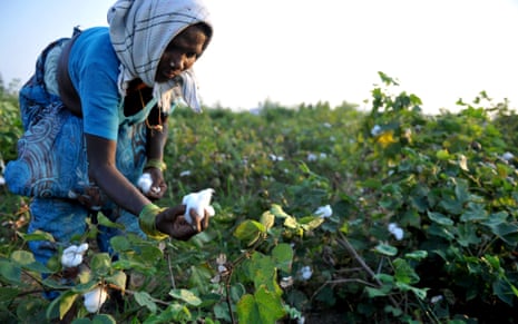 Female cotton farmer