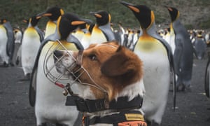 One of the dogs used to hunt for any remaining rodents