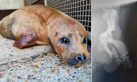 Freddie the seal and an X-ray image of him